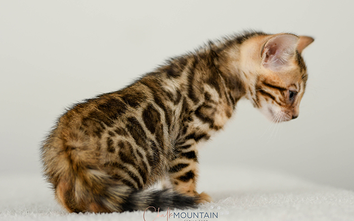 Bengal kitten for sale